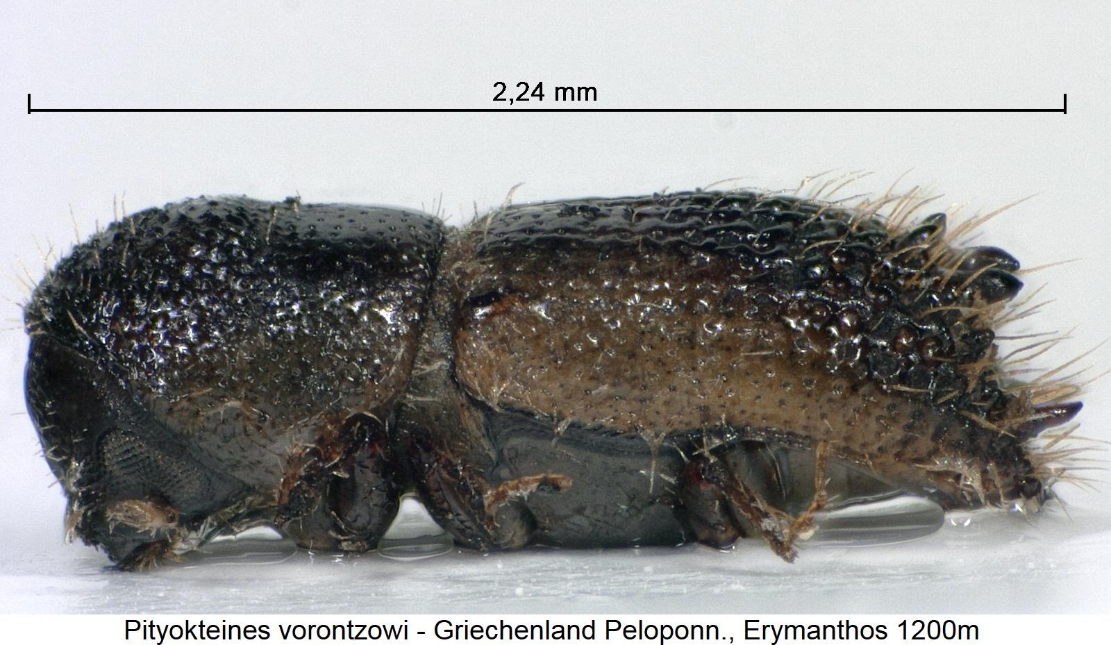 pityokteines_vorontzowi_sa.jpg