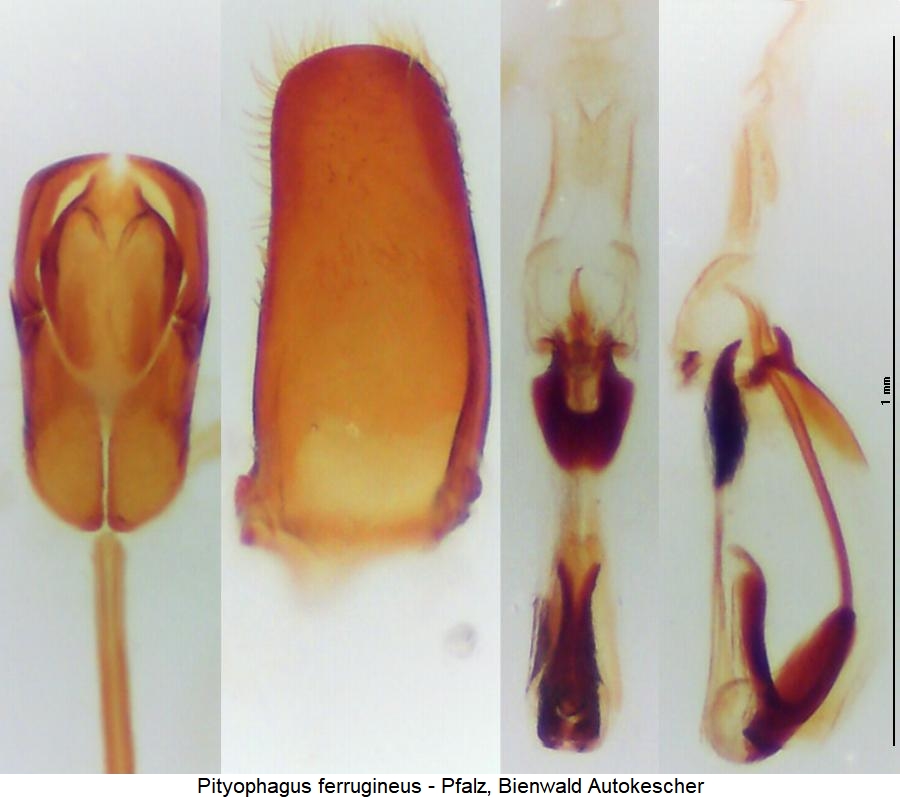 pityophagus_ferrugineus.jpg