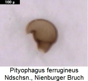 pityophagus_ferrugineus_sperm.jpg