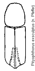 pityophthorus_exsculptus_hab.gif