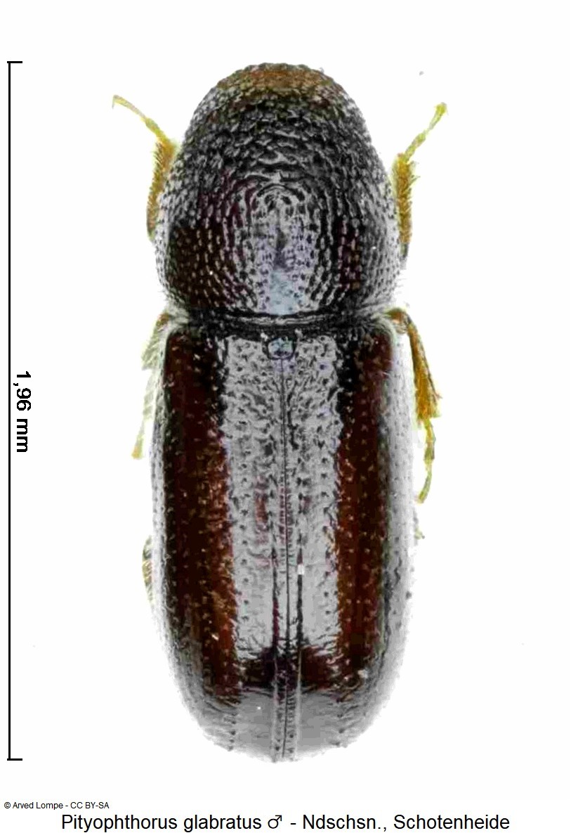 pityophthorus_glabratus_m_ck12957_hab-2.jpg