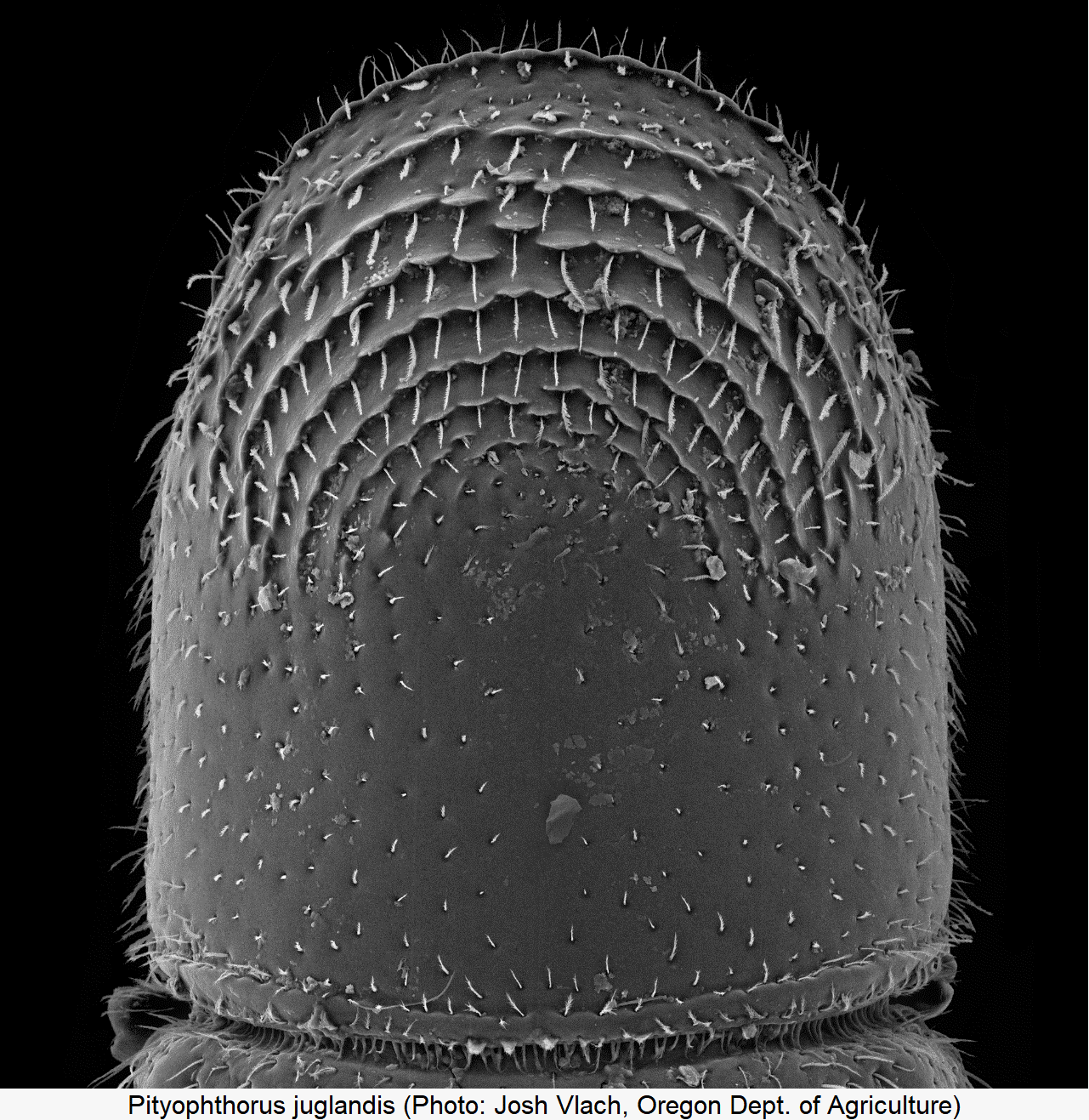 pityophthorus_juglandis_hsch.gif