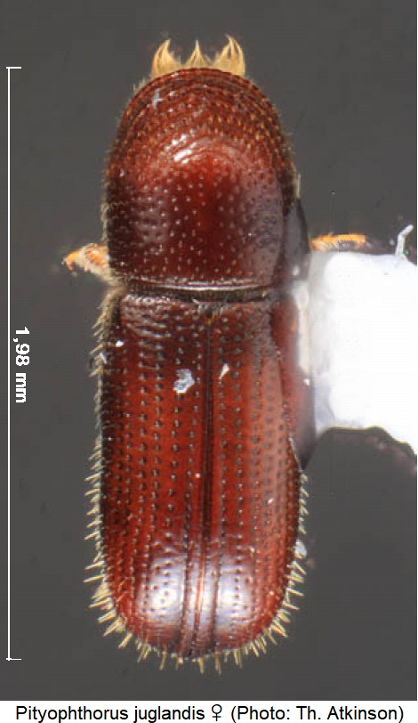 pityophthorus_juglandis_w_hab.jpg