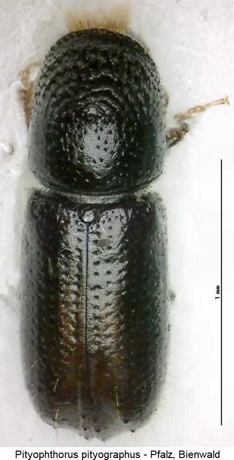 pityophthorus_pityographus_hab.jpg