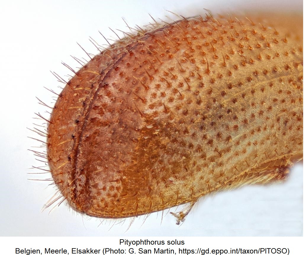pityophthorus_solus_dec.jpg