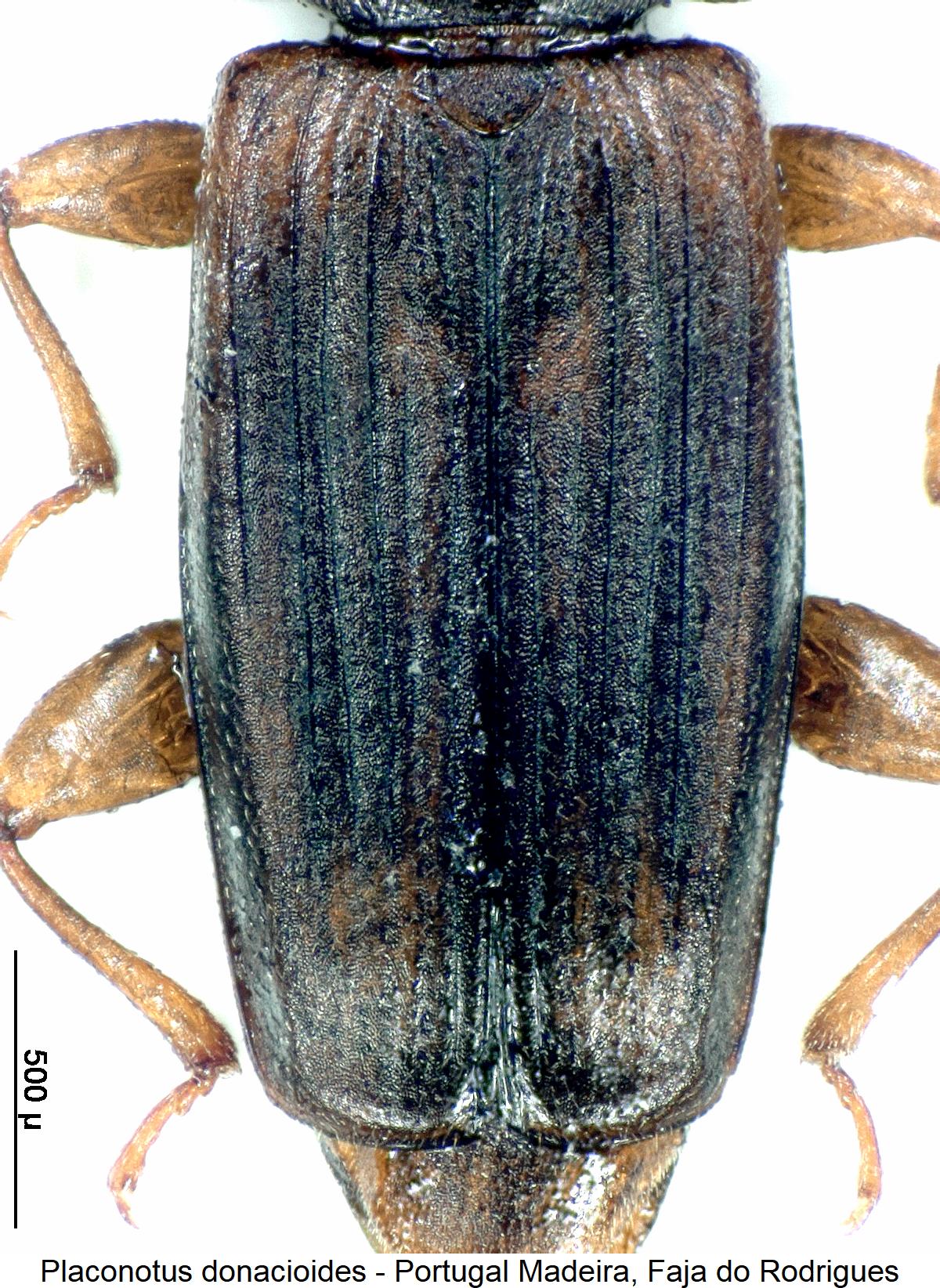 placonotus_donacioides_fld.jpg