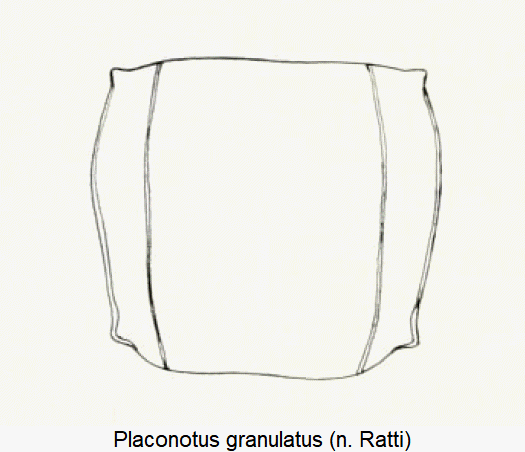 placonotus_granulatus_hsch.gif
