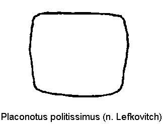 placonotus_politissimus_hsch.gif