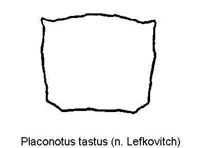 placonotus_tastus_hsch.gif
