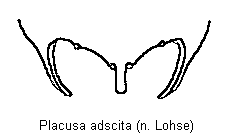 placusa_adscita_tergit.gif