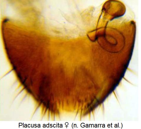 placusa_adscita_w_sperm.jpg