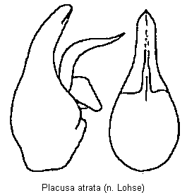 placusa_atrata.gif