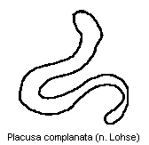 placusa_complanata_sperm.gif