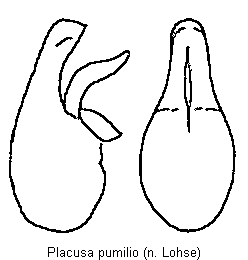 placusa_pumilio.gif