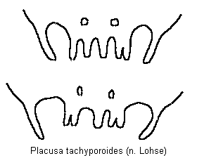 placusa_tachyporoides_tergit.gif