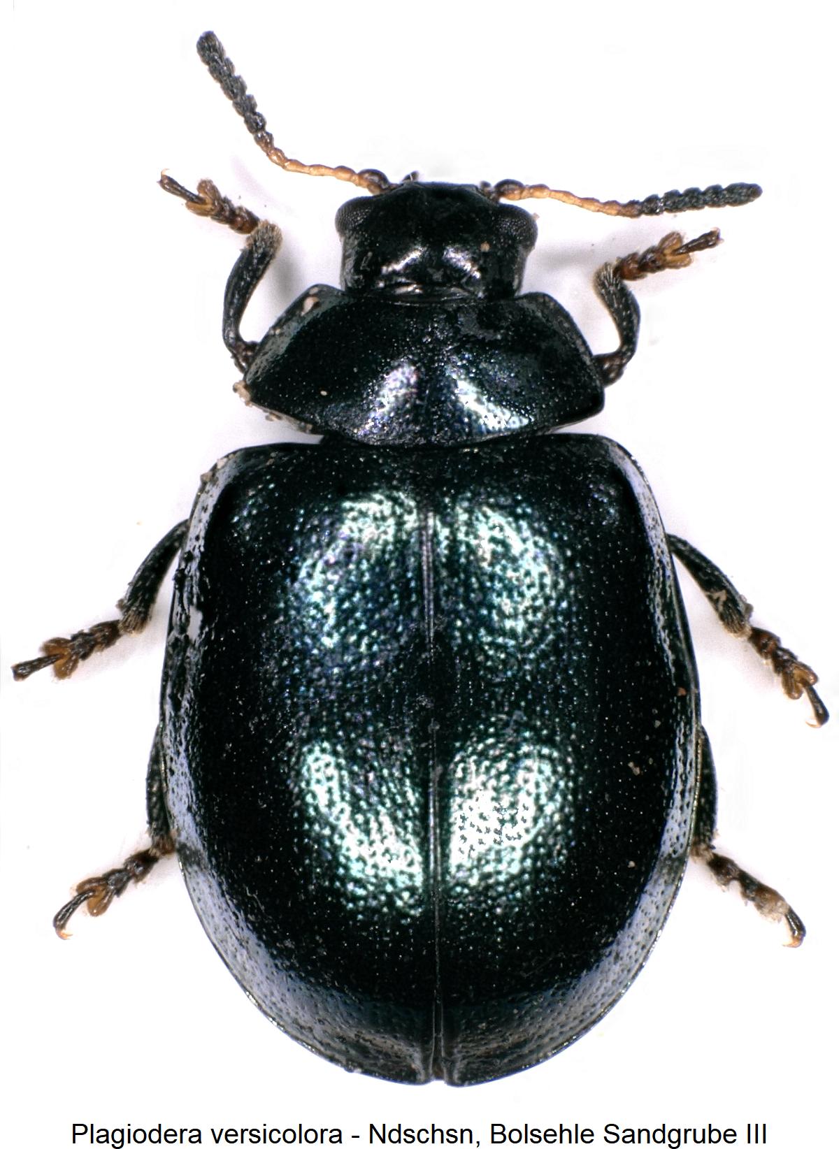 plagiodera_versicolora_hab.jpg