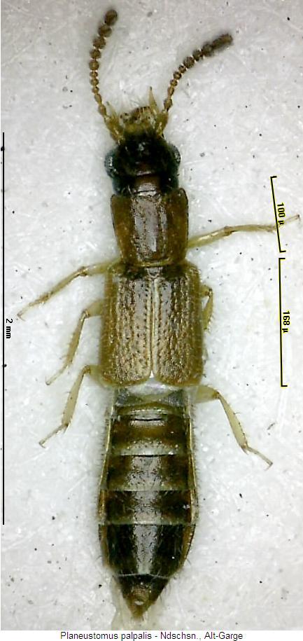 planeustomus_palpalis_hab.jpg