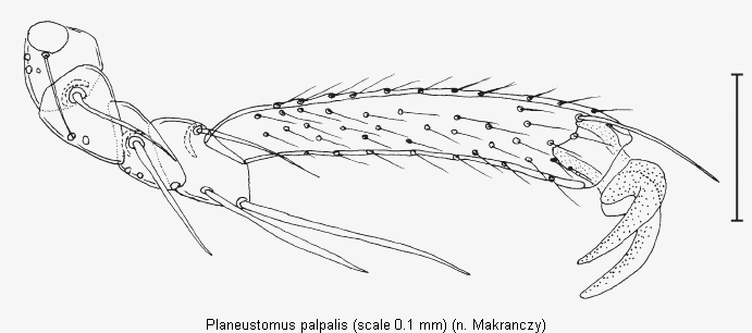 planeustomus_palpalis_tr.gif