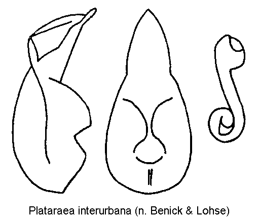 plataraea_interurbana.gif