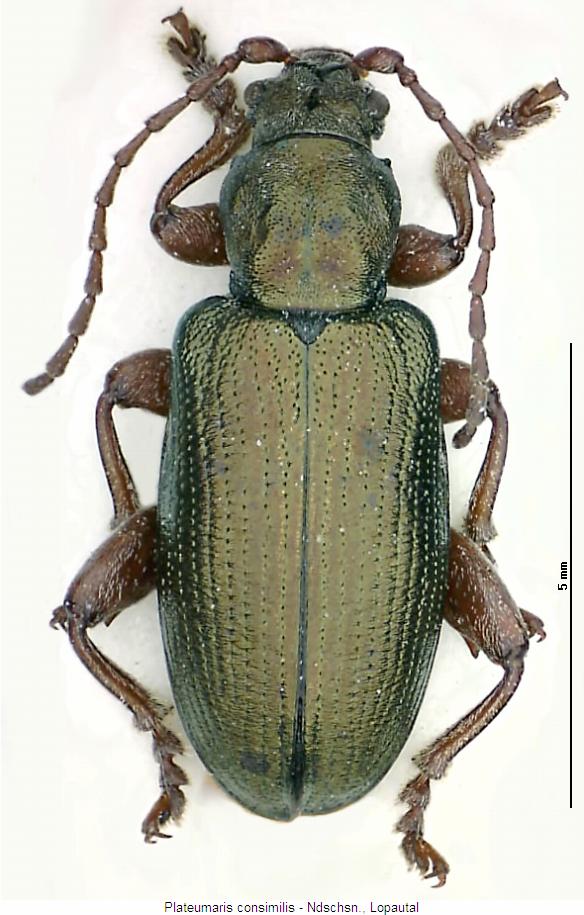 plateumaris_consimilis_hab.jpg