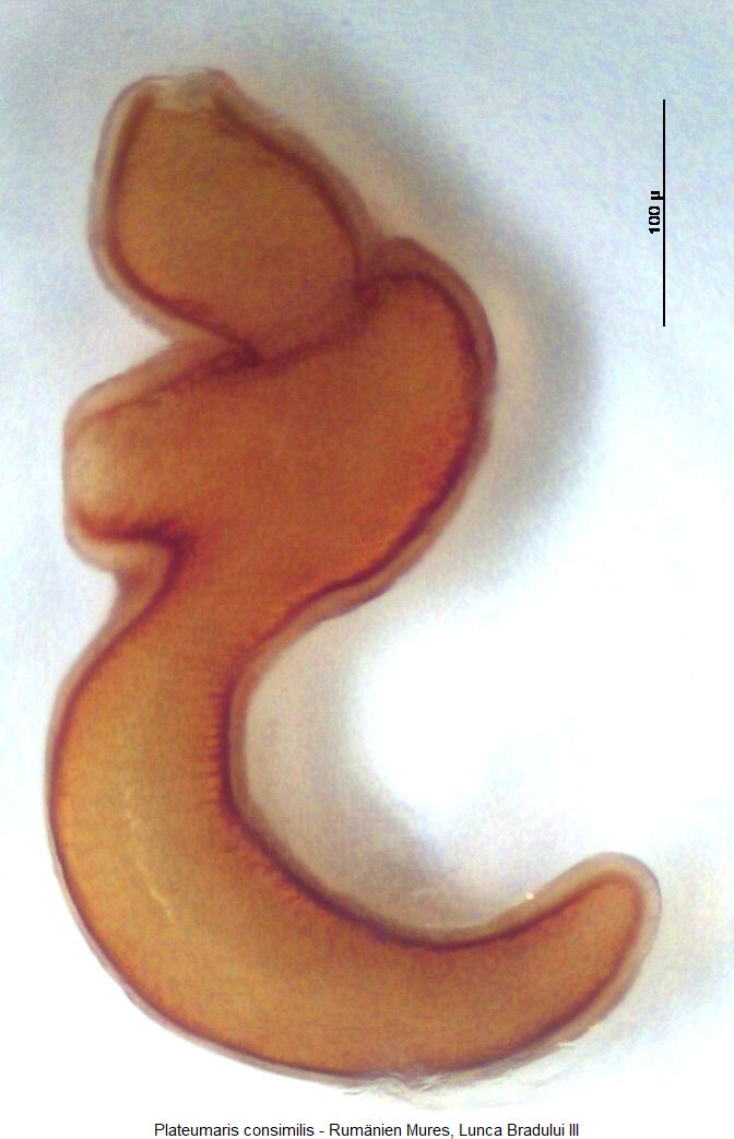 plateumaris_consimilis_sperm.jpg