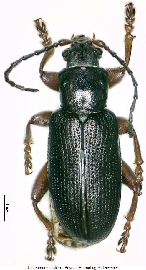 plateumaris_rustica_hab.jpg