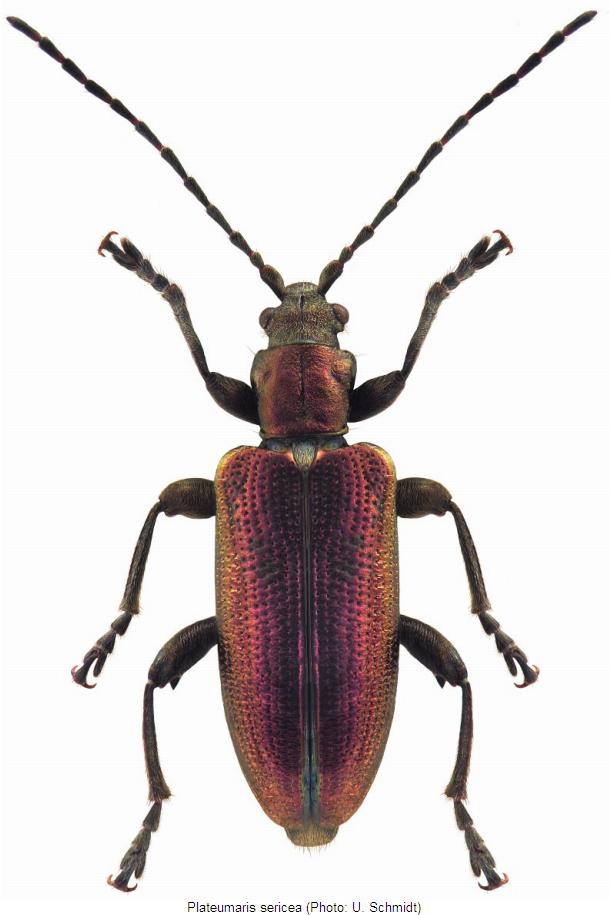 plateumaris_sericea_hab.jpg