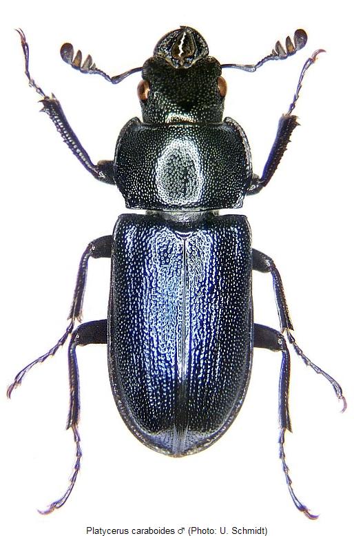 platycerus_caraboides_hab.jpg