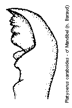 platycerus_caraboides_mand.gif