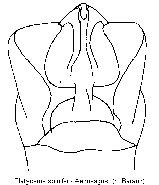 platycerus_spinifer.gif