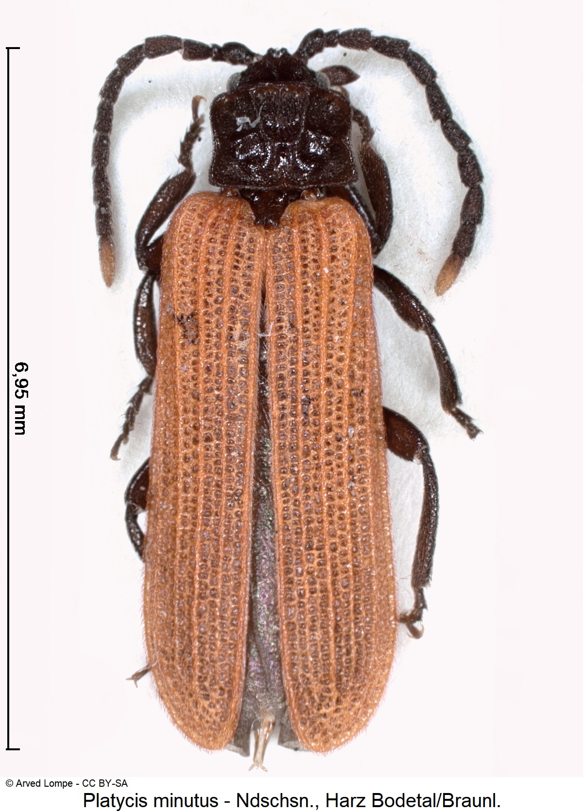 platycis_minutus_ck6121_hab.jpg