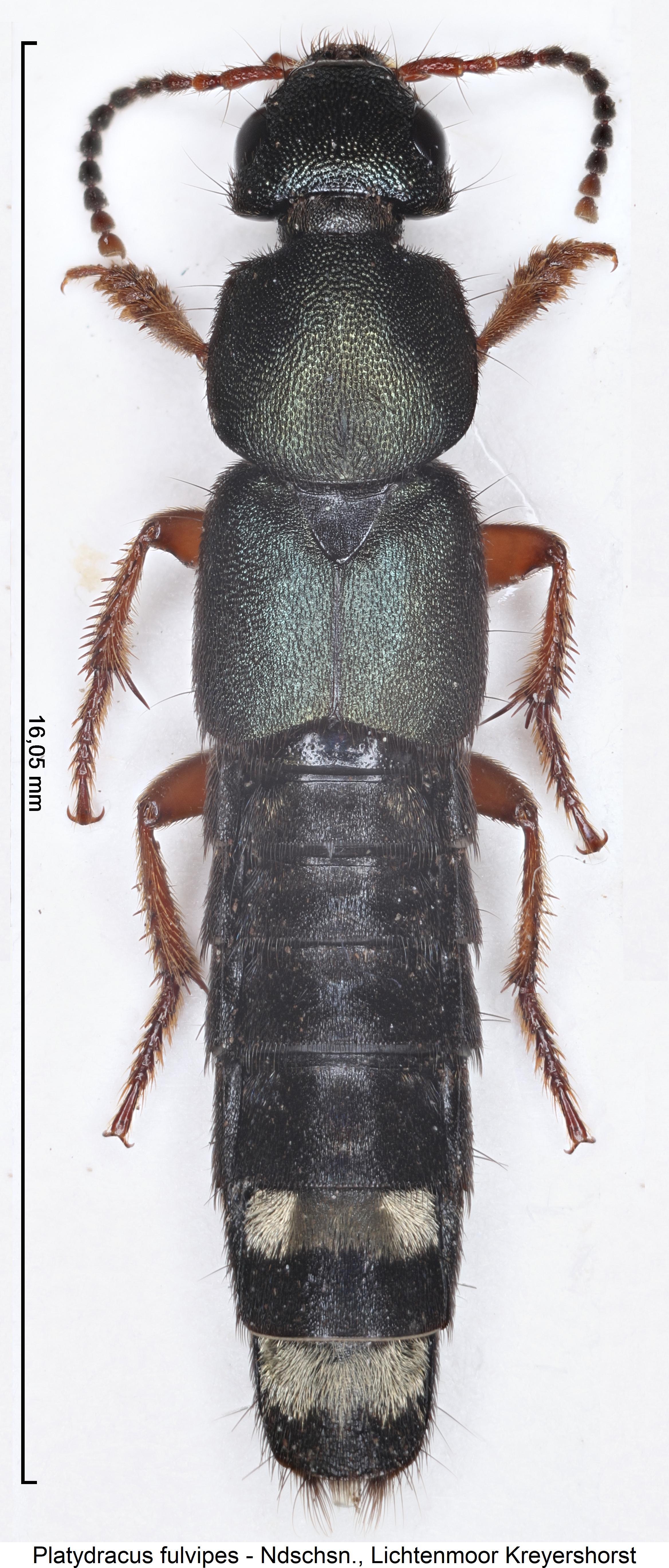 platydracus_fulvipes_hab.jpg