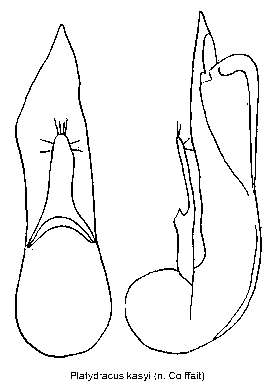 platydracus_kasyi.gif