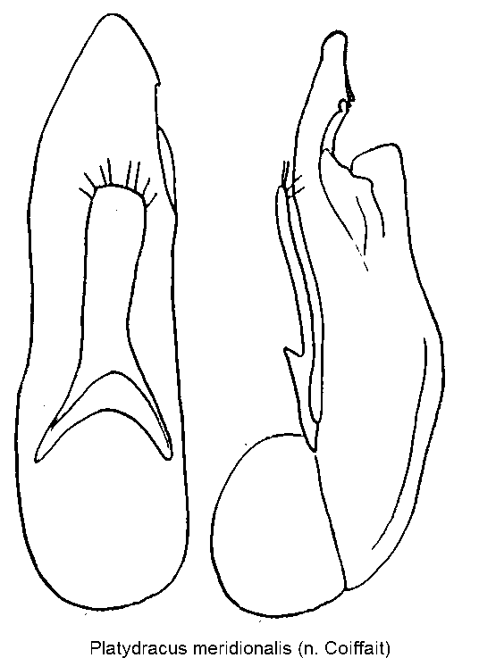 platydracus_meridionalis.gif