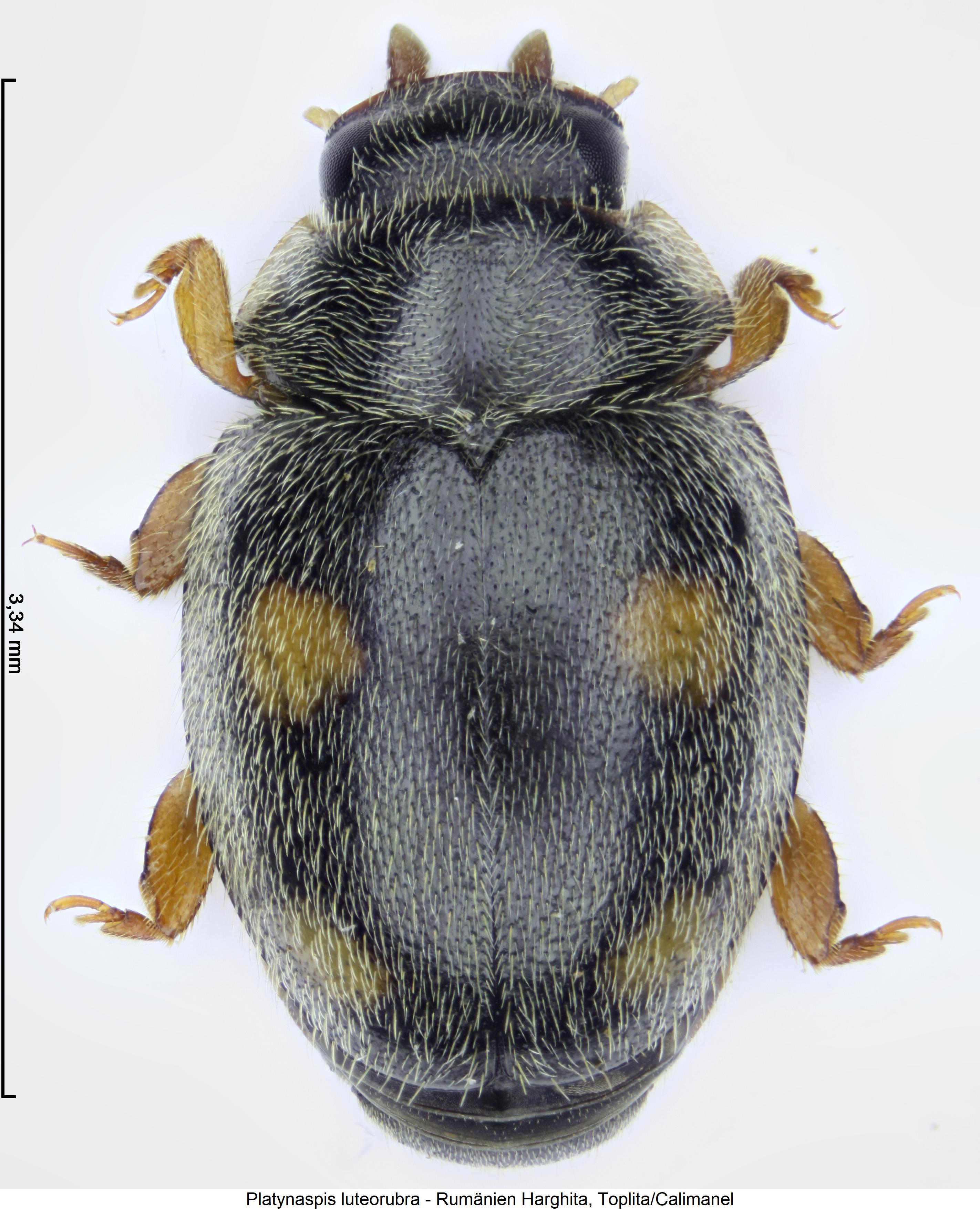 platynaspis_luteorubra_hab.jpg