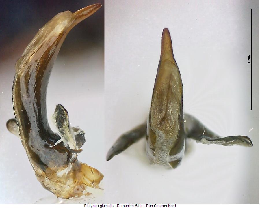 platynus_glacialis.jpg