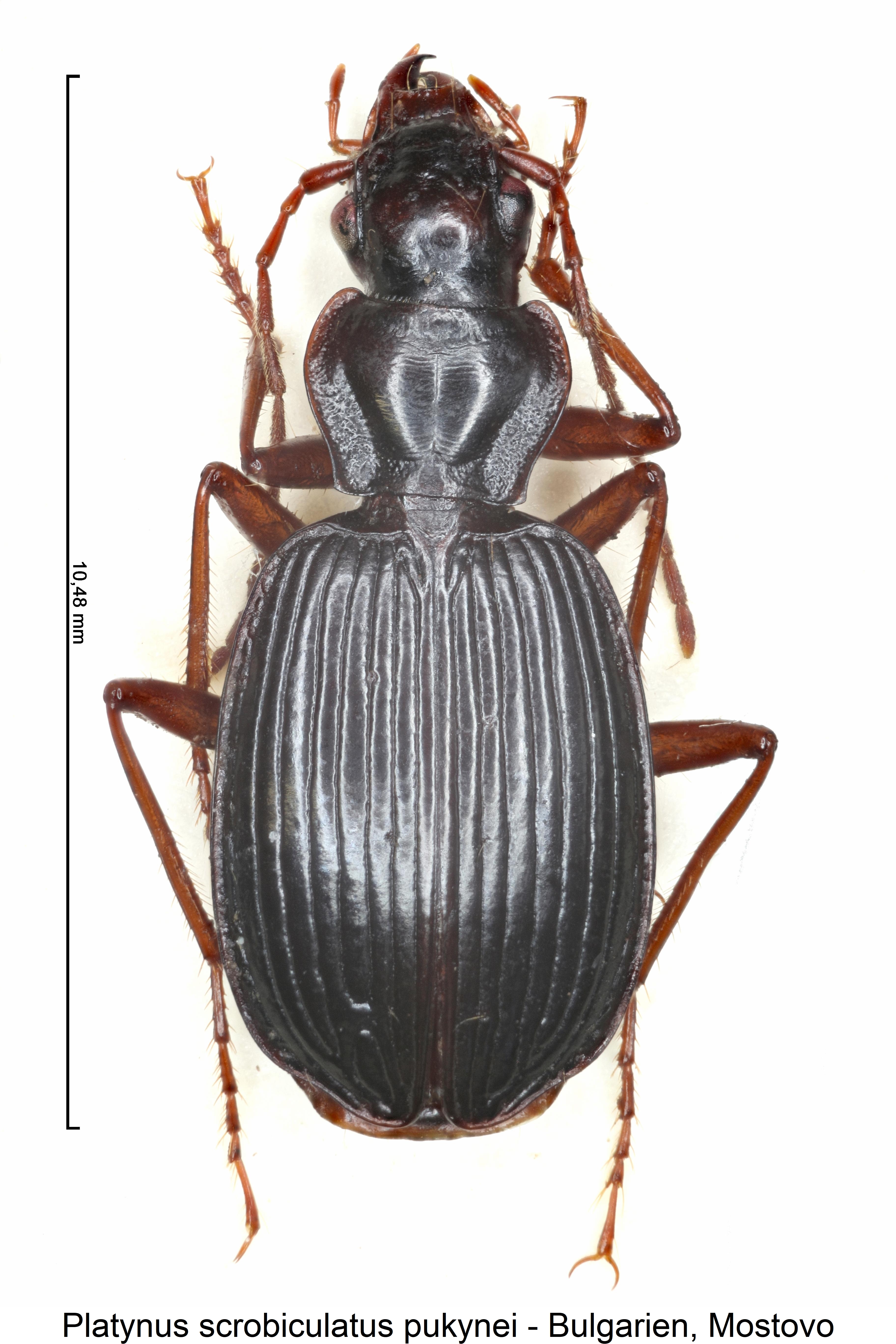 platynus_purkynei_hab.jpg