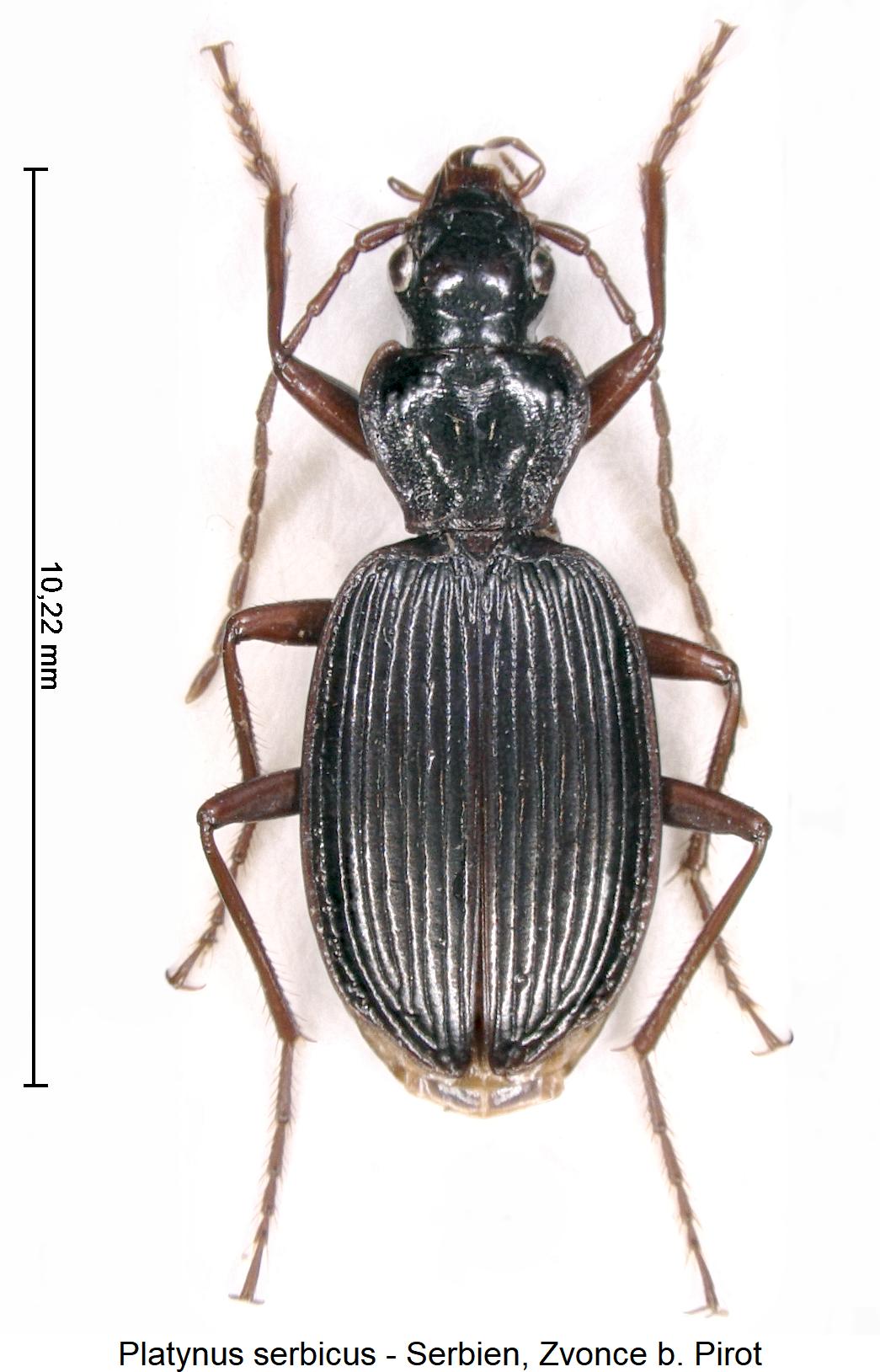platynus_serbicus_hab.jpg