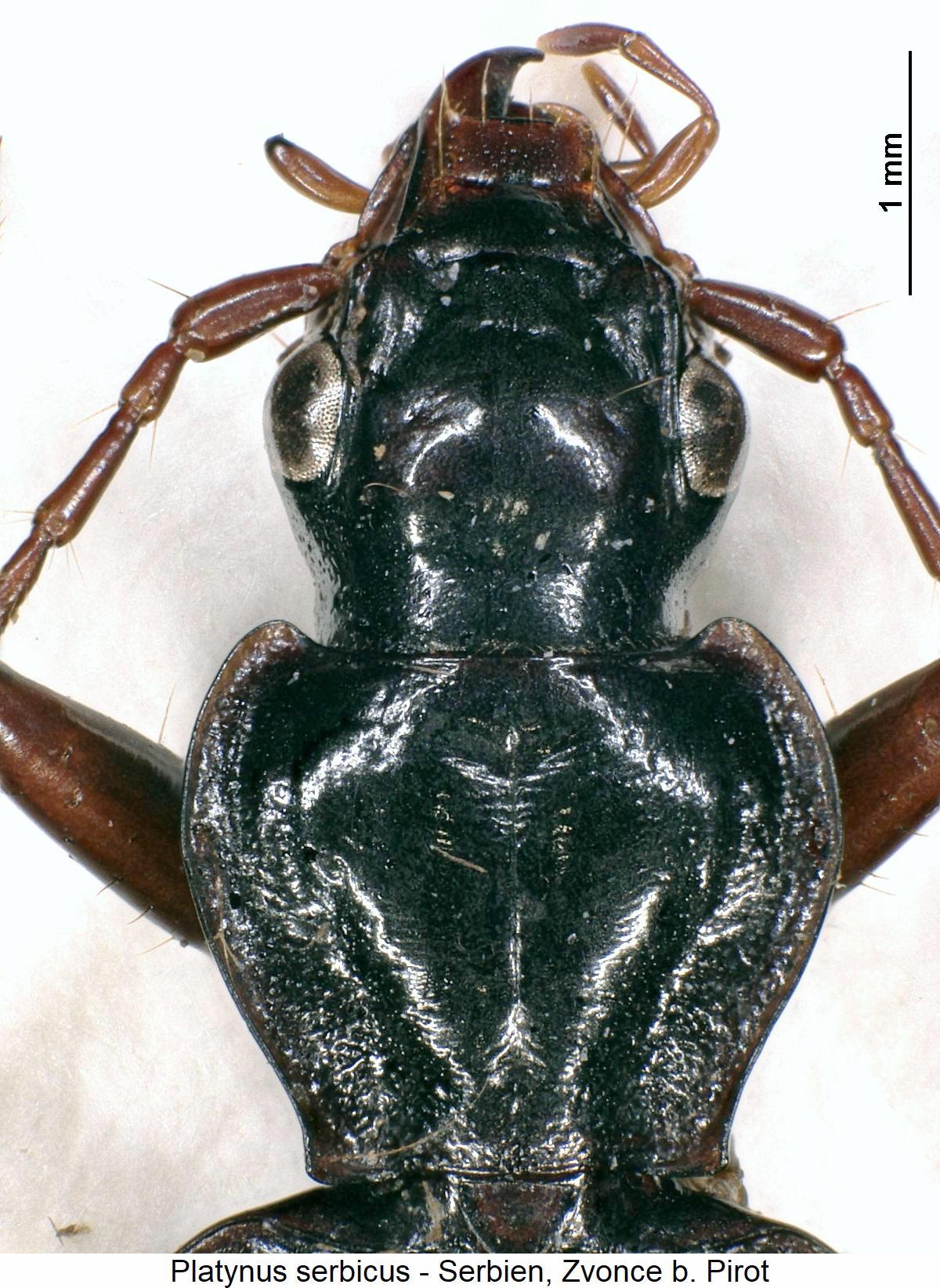 platynus_serbicus_vk.jpg