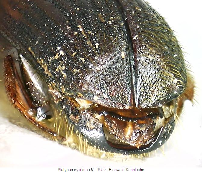platypus_cylindrus_w_hlb.jpg