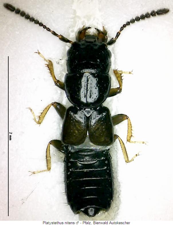platystethus_nitens_hab.jpg