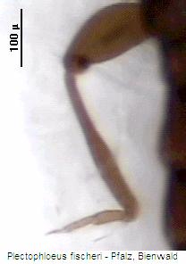 plectophloeus_fischeri_hschn.jpg