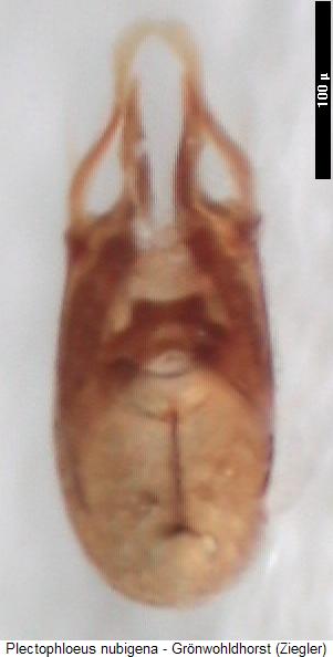 plectophloeus_nubigena.jpg