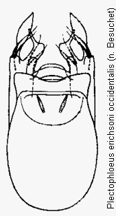 plectophloeus_occidentalis.gif