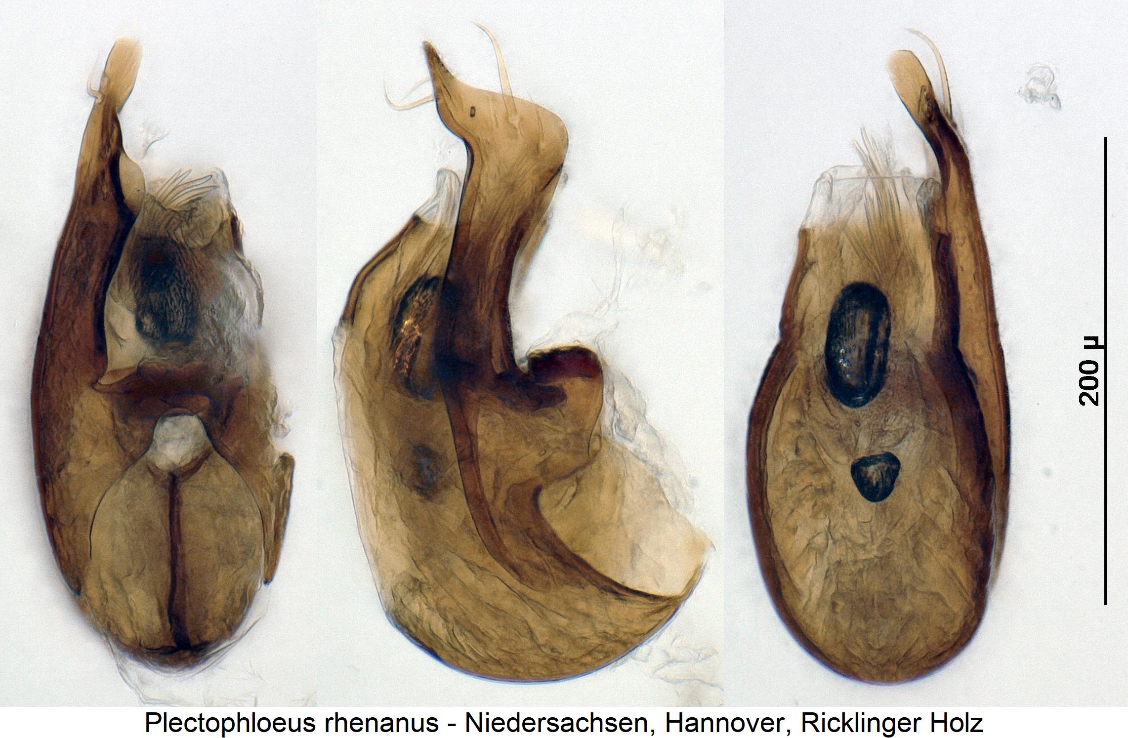 plectophloeus_sp.jpg