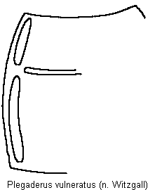 plegaderus_vulneratus_hsch.gif