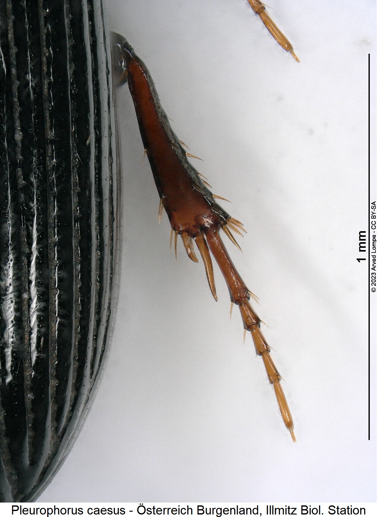 pleurophorus_caesus_$28575654_hb.jpg