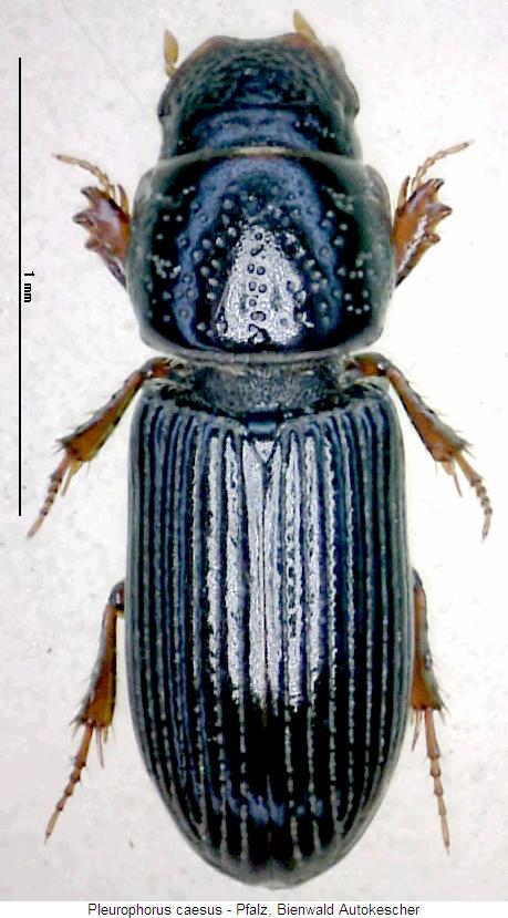 pleurophorus_caesus_hab.jpg