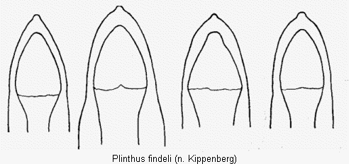 plinthus_findeli.gif
