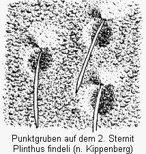 plinthus_findeli_sternit.gif